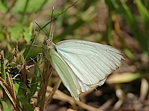 Great Southern White